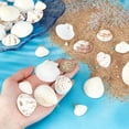 thumbnail image 3 of 30 piezas de 5 estilos de conchas marinas naturales de 1 a 2 pulgadas, conchas de playa con anilla dorada., 3 of 5