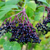 Elderberry Plant Live, Live Elderberry in Pot, Growing Garden