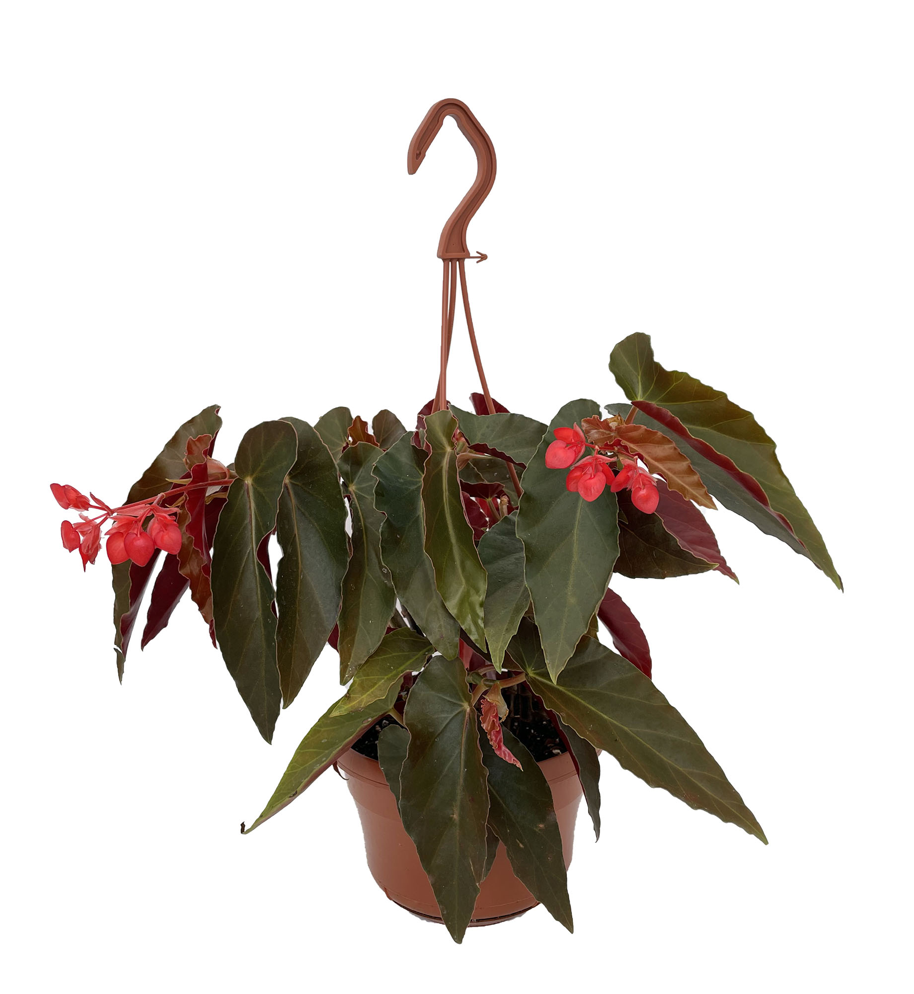 Torch Red Angel Wing Begonia dietrichiana - 6" Hanging Basket - image 2 of 2