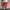 Q-Red, variant on Male Spring and Summer Linen Shorts Ultra Short Color Matching Nylon Shorts Mens Shorts Zipper Pocket Slit Comfortable Shorts for Men Trousers Legs Beach Swimming Reflective Shorts Sports Shorts