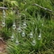 thumbnail image 4 of 10 piezas de decoraciones para árboles de Navidad colgante de gota de hielo de carámbano hecho de vidrio para colgar la decoración de Navidad Adepaton HR-0022, 4 of 7