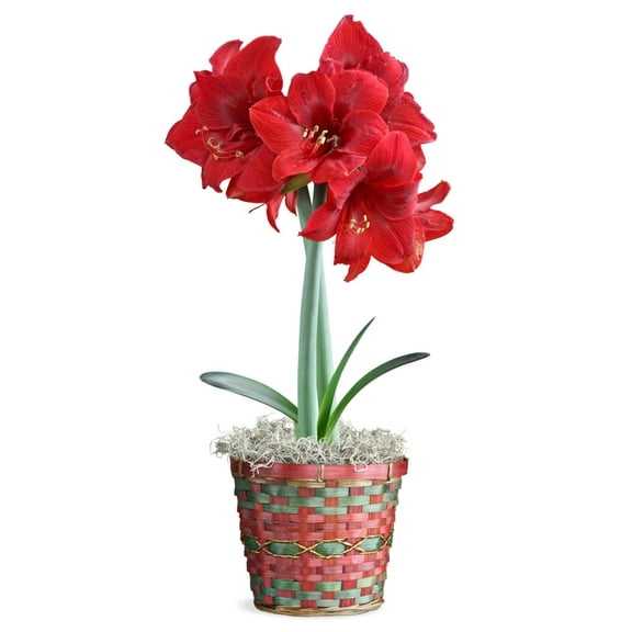 Magnificent Amaryllis Bulb Gift