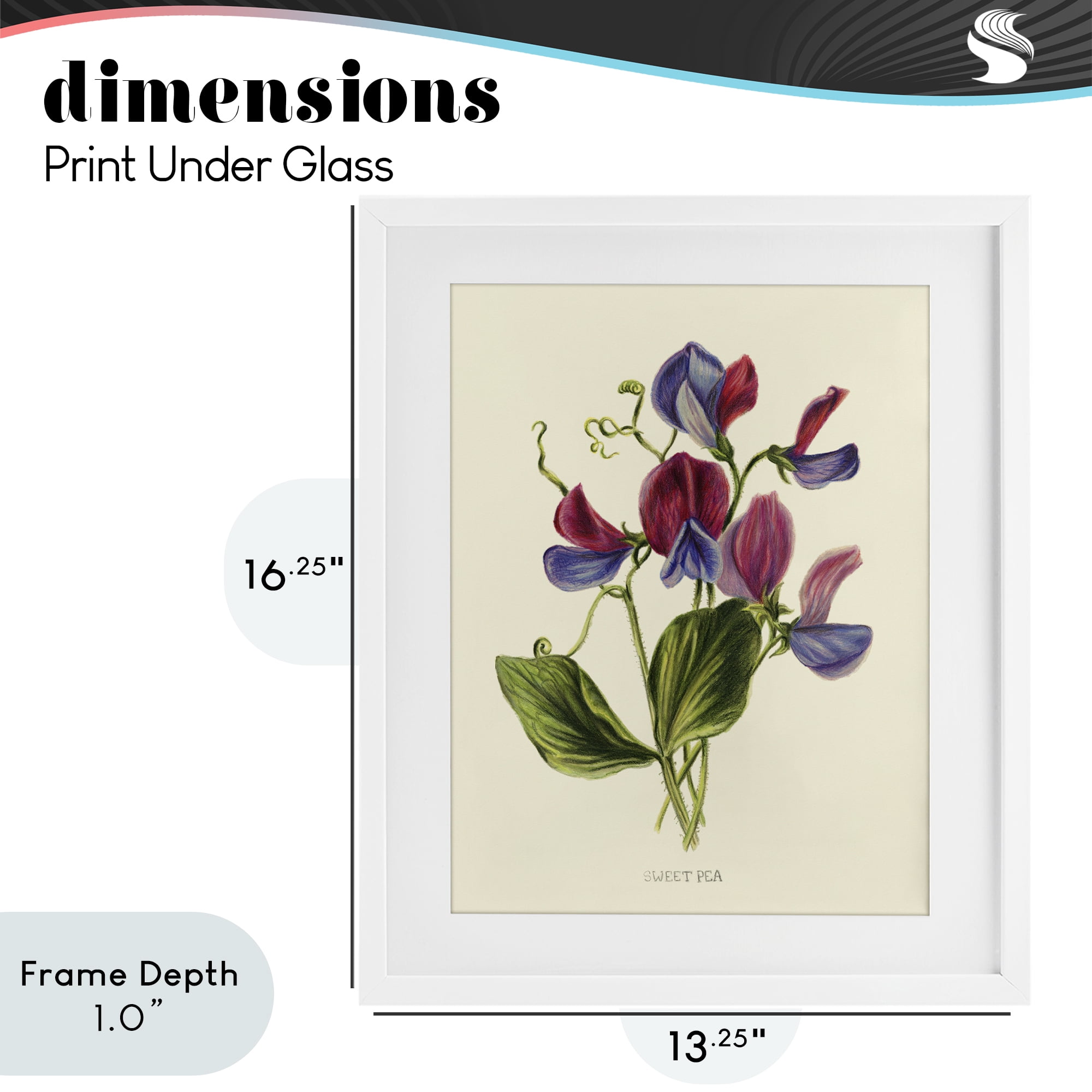 Stupell Industries Vintage Sweet Pea Blossoms White Framed Print Under Glass, design by Connie Resch