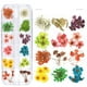 thumbnail image 4 of Accesorios para decoración de uñas, 12 colores, flores secas reales para uñas acrílicas en gel., 4 of 4