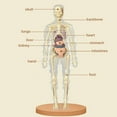 thumbnail image 3 of Human Body Simulation Organ Model Children‘S Toys  Organ Bone Structure  Cognitive Science Education Puzzle  Diy Model Teaching, 3 of 7