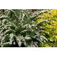thumbnail image 2 of Expert Gardener 2.5QT Spirea Deciduous Flower Live Plants Full Sun Green 1, 2 of 6