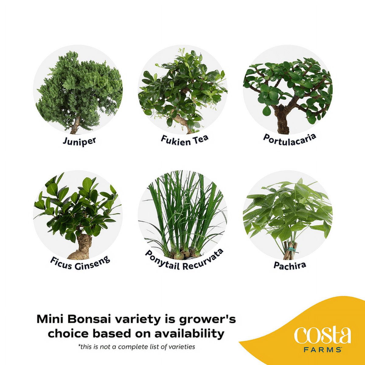 Costa Farms 10" Tall Mini Bonsai Grower's Choice, Bright Indirect Sunlight, Indoor Live House Plants