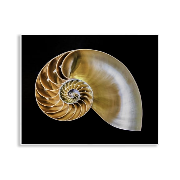 Stupell Industries Tan Nautilus Shell on Black Animals Painting Unframed Art Print Wall Art, 14 x 11