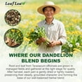thumbnail image 4 of LeafLea 120 Dandelion Root and Leaf Tea Bags, Premium Dandelion Herbal Tea, Natural Dandelion Root Tea Blend with Leaves, 4 of 9