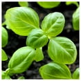 thumbnail image 3 of Everwilde Farms - 1 lb Organic Genovese Basil Herb Seeds - Gold Vault Bulk Seed Packet, 3 of 4