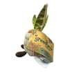 thumbnail image 2 of Greenhouse by Russ, Snake Plant, 6 inch succulent stuffed plush, 2 of 4