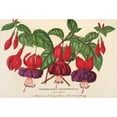 thumbnail image 2 of Charles Antoine Lemaire 18x13 Black Ornate Wood Framed Double Matted Museum Art Print Titled - Fuchsia (Garden Varieties Of) (1854-1896), 2 of 5