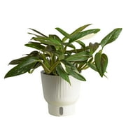 Costa Farms Live Indoor 12in. Tall Monstera Cobra Indirect Sunlight Plant 6in. Self-Watering Planter