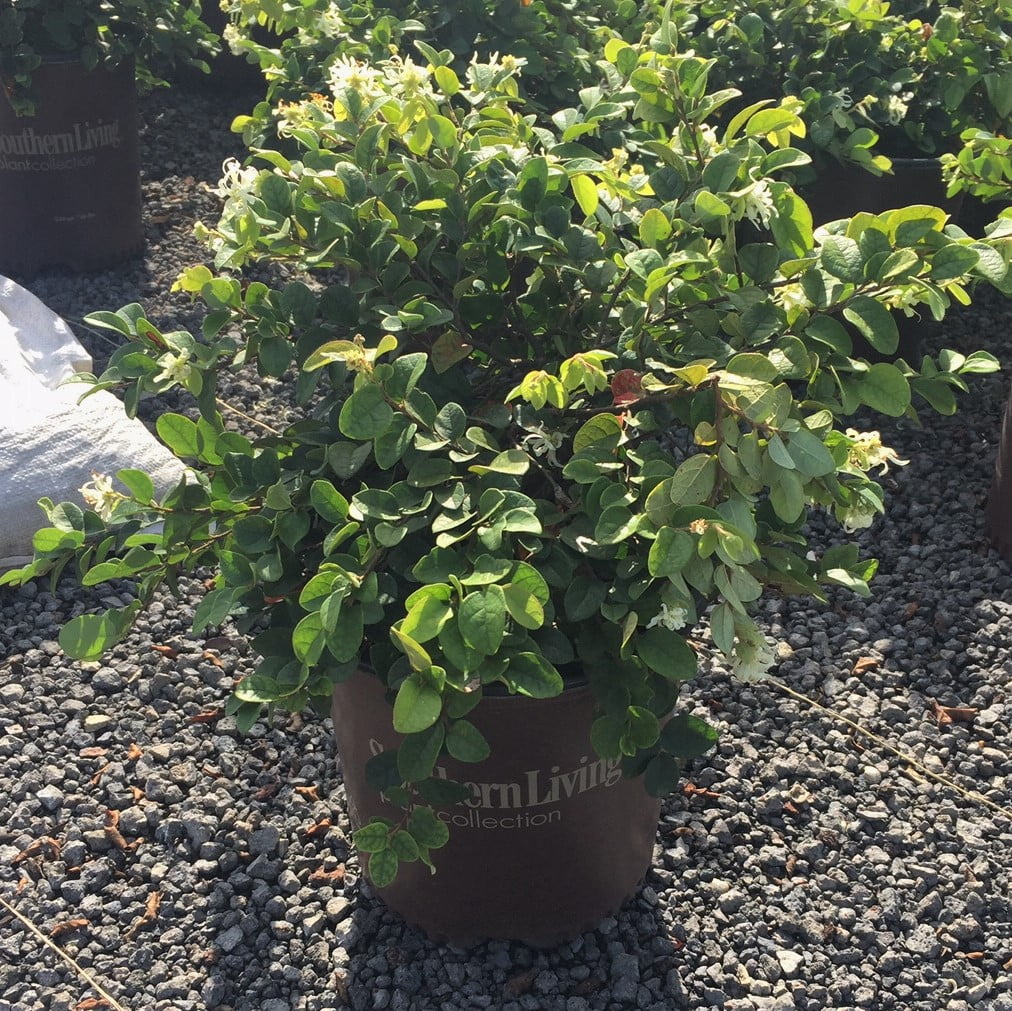 Southern Living Emerald Snow Loropetalum Live Shrub in 2-Gallon Grower Pot