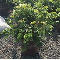 thumbnail image 5 of Southern Living Emerald Snow Loropetalum Live Shrub in 2.5-Quart Grower Pot, 5 of 6