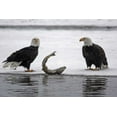 thumbnail image 2 of Illg, Cathy and Gordon 24x17 Gold Ornate Wood Framed with Double Matting Museum Art Print Titled - AK, Chilkat Pair of bald eagles waiting to feed, 2 of 4