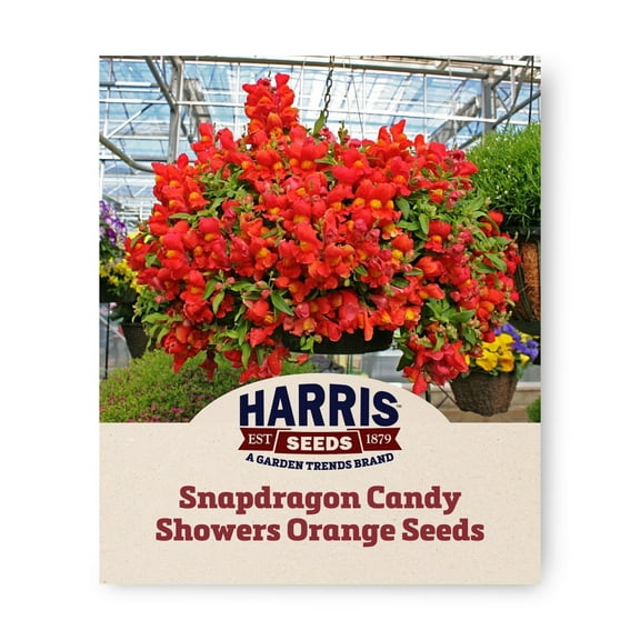 Harris Seeds - Snapdragon Candy Showers Orange F1 Seeds - Early Blooms - 100 Seeds