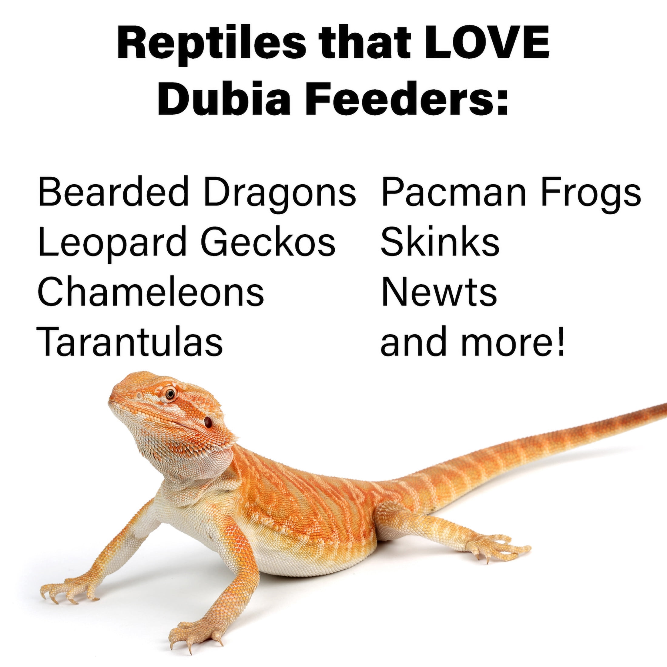ReptiCulture Small Dubia 100 ct