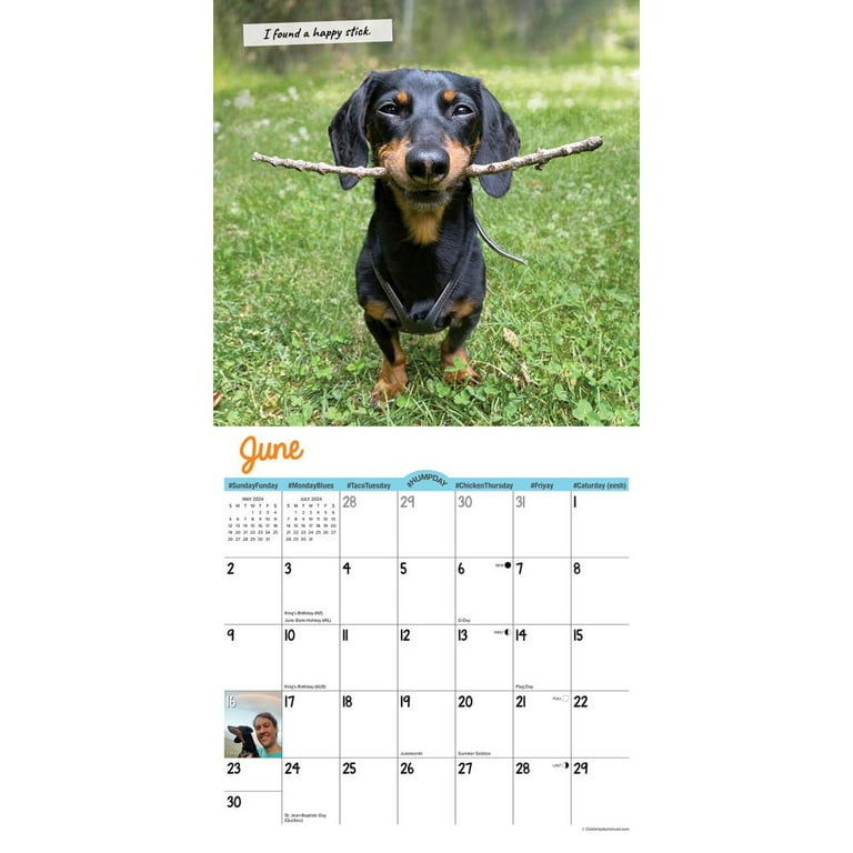 Dachshund 2025 Calendars For Sale Images