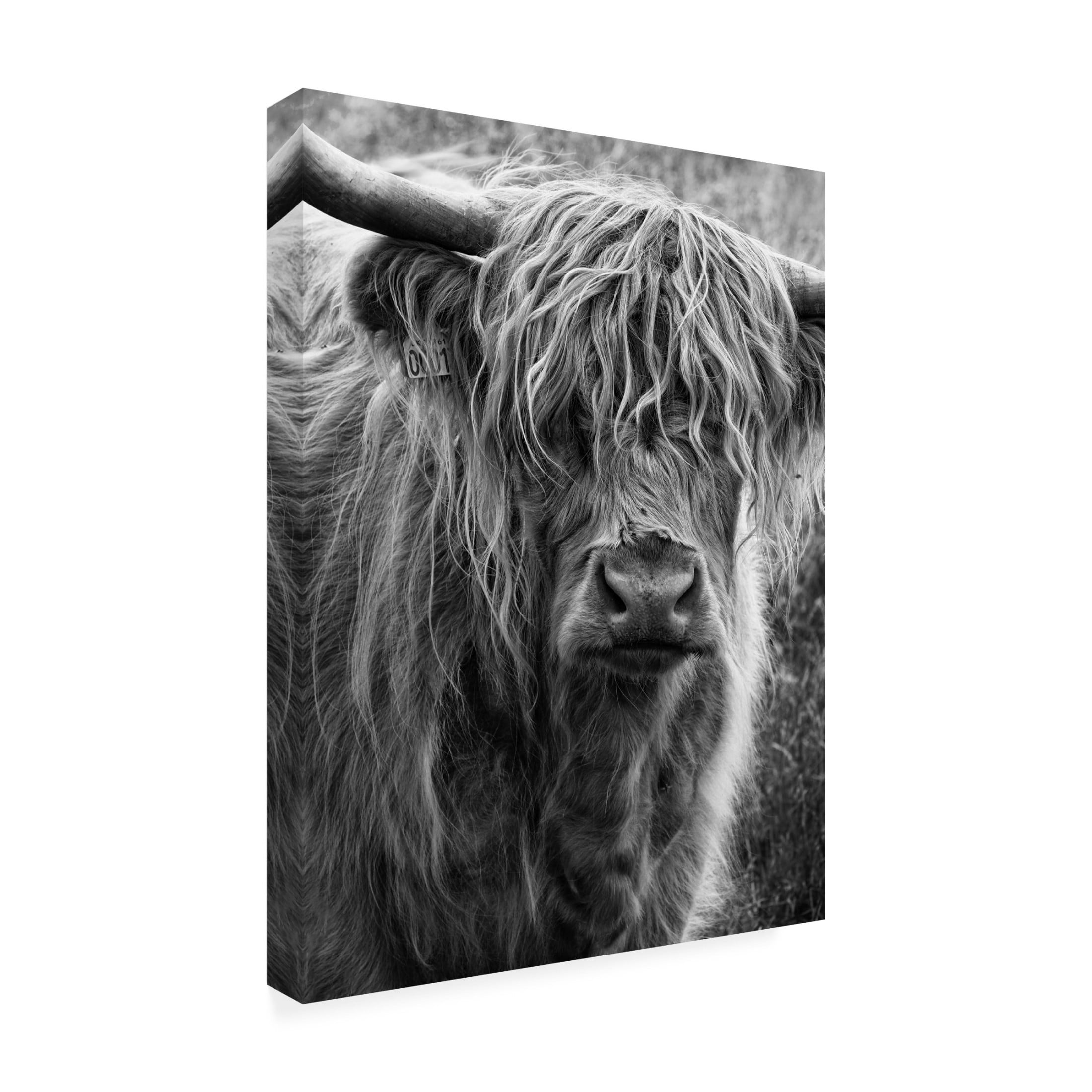 Trademark Fine Art Lotte Gronkjar Highland cattle Canvas Wall Art
