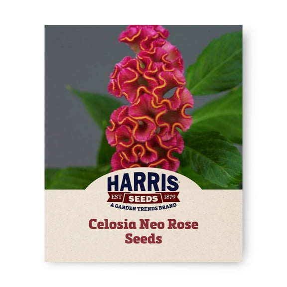 Harris Seeds - Celosia Neo Rose Seeds For Planting - Fastt Germination - 100 Seeds
