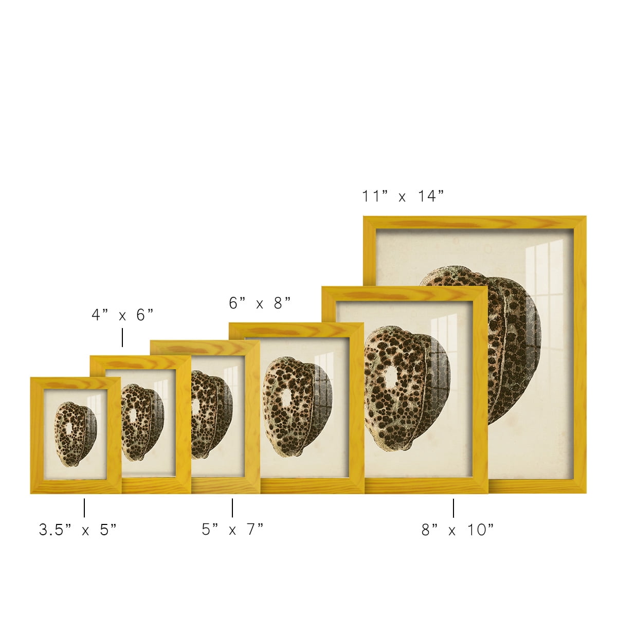 Sealife Collection III - Framed Print w/glass - Sunflower Yellow