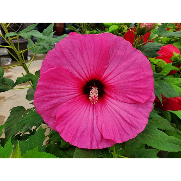 Seedville 25 Grenache Vintage Pink Hibiscus Flower Seeds