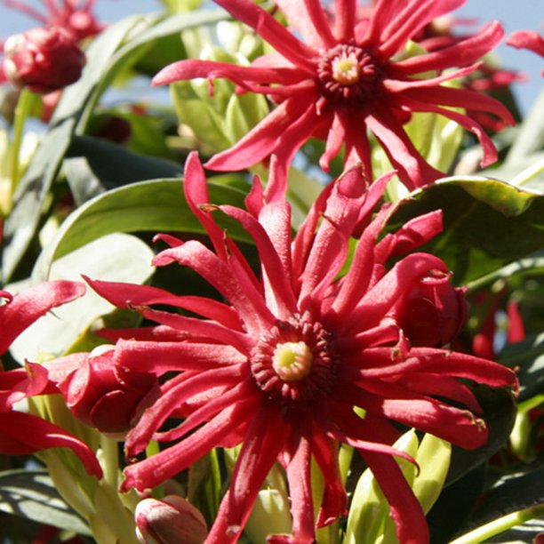 Miss Scarlett Illicium 'Anise' (2.5 Quart) Flowering Evergreen Shrub