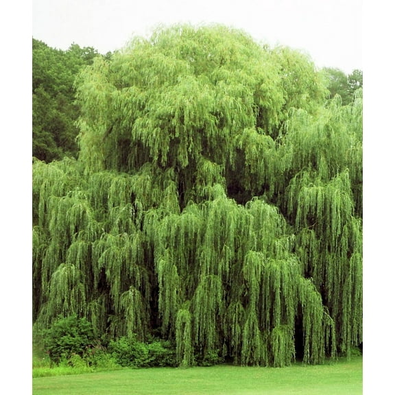 8 Weeping Willow Trees - Ready to Plant - Beautiful Arching Canopy