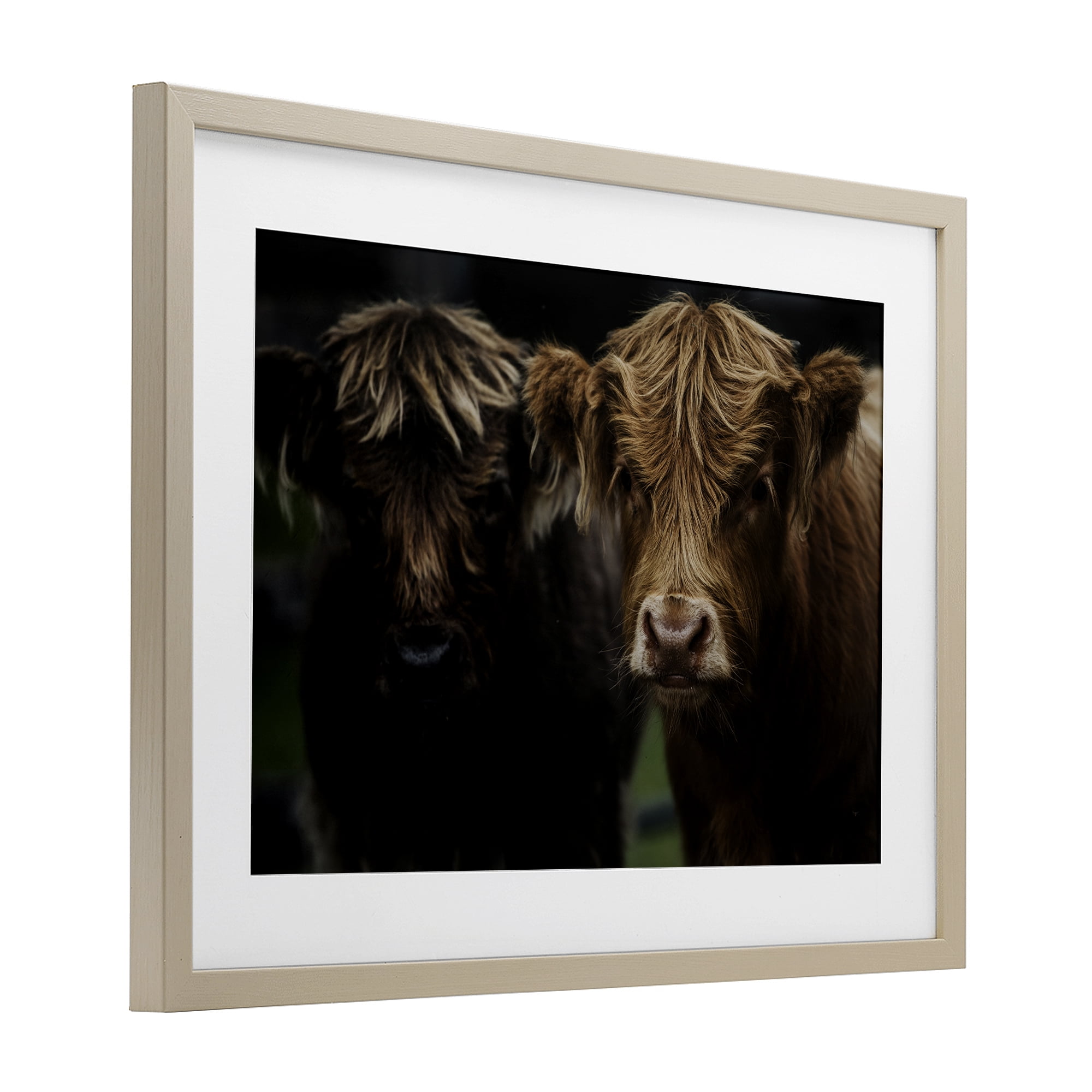 Cow Faces Highland Pair Birch Framed Print Under Glass, design by Amy Carroll