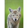 thumbnail image 2 of Coyote Poster Print, 2 of 2