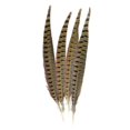 thumbnail image 1 of Touch Of Ringneck Pheasant Feathers 4/pcs, Natural Banmo, 1 of 2