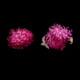 thumbnail image 3 of 20 Piezas de Flores Prensadas Secas Globosa para álbumes de Recortes de Bricolaje, 3 of 9