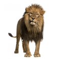 thumbnail image 2 of Lion Standing Looking Camera Wall Mural Decal by Wallmonkeys Vinyl Peel and Stick Graphic (48 in H x 45 in W), 2 of 4