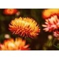 thumbnail image 3 of 100 ORANGE DOUBLE STRAWFLOWER Helichrysum Monstrosum Flower Seeds, 3 of 11