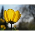 thumbnail image 2 of Bonin, Suzanne 32x25 White Modern Wood Framed Museum Art Print Titled - Yellow Tulip, 2 of 4