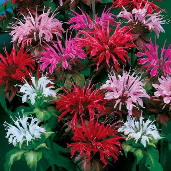 Outsidepride 1000 Monarda Didyma Bee Balm Flower Seed