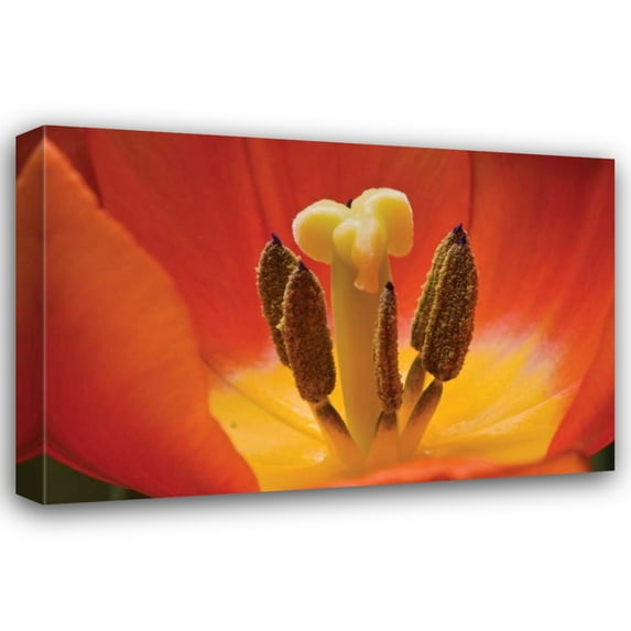 Lee Peterson 24x17 Gallery Wrapped Canvas Wall Art Titled - Tulip Up Close I