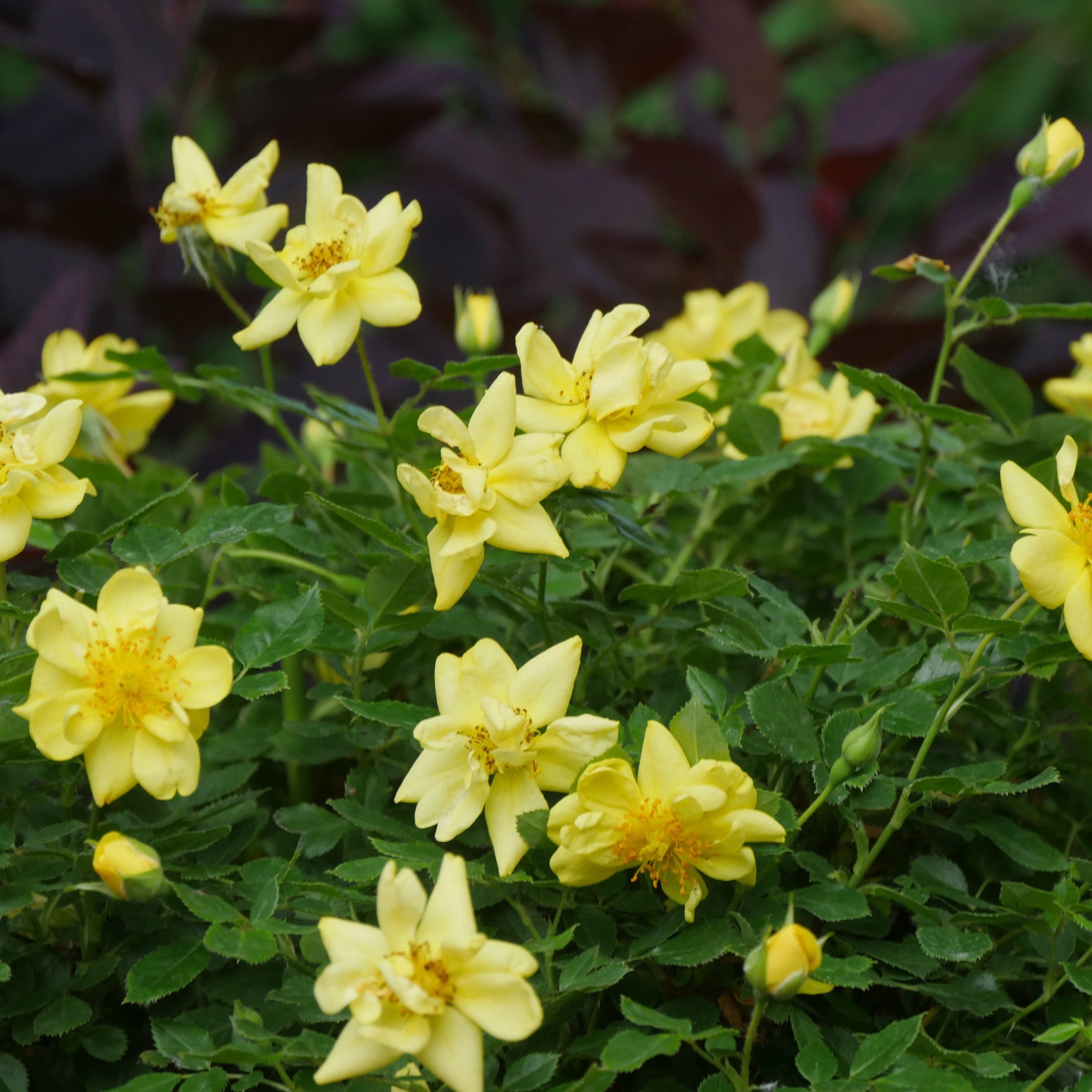 Proven Winners ColorChoice 5" Yellow Oso Easy Lemon Zest Rose Live Plant in 4.5" Pot (4 Count)