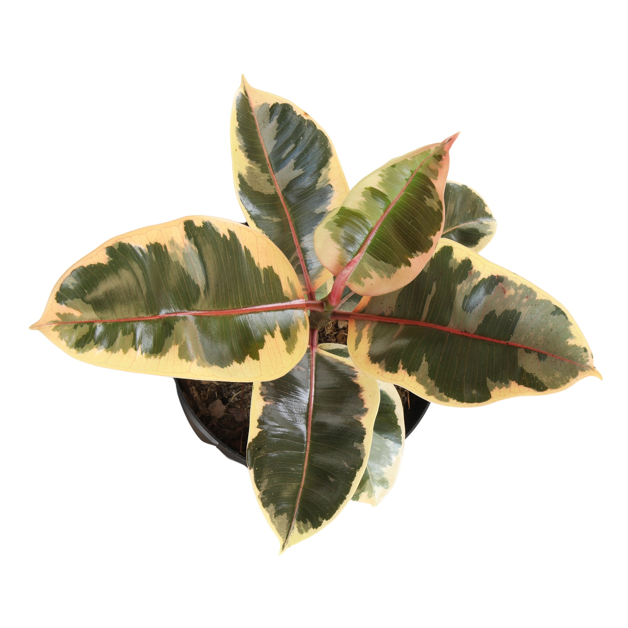 Variegated 'Tineke' Ficus Tree Houseplant | 8in Grow Pot; Indirect Light | Element by Altman Plants