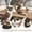 multcolor-Free Size, variant on ZHMRFG Garden Resin Animal Decor Owl Rat Bird Figurine Set Realistic Animal Themed Garden Decor Home Interior Outdoor Patio Yard Decorations Party Favors For Garden Party Home Decor Gift