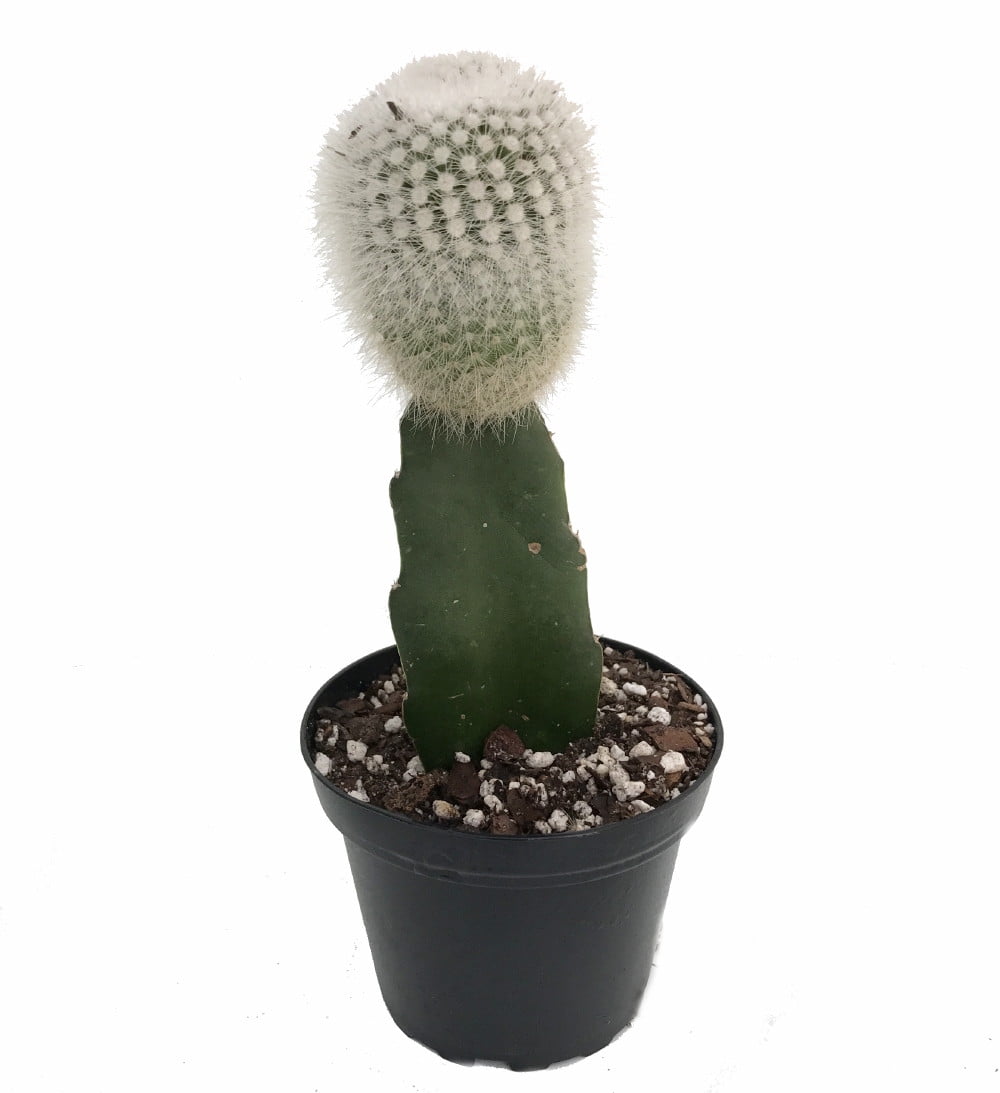 Silver Grafted Moon Cactus - Easy to Grow - Live Plant - 4 ...