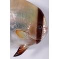 thumbnail image 3 of Batfish Life Size Statue, 3 of 9