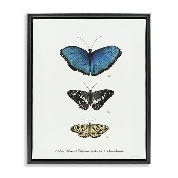 Stupell Industries Vintage Butterfly Specimens Animals & Insects Painting Black Floater Framed Canvas Art Print Wall Art, 17 x 21