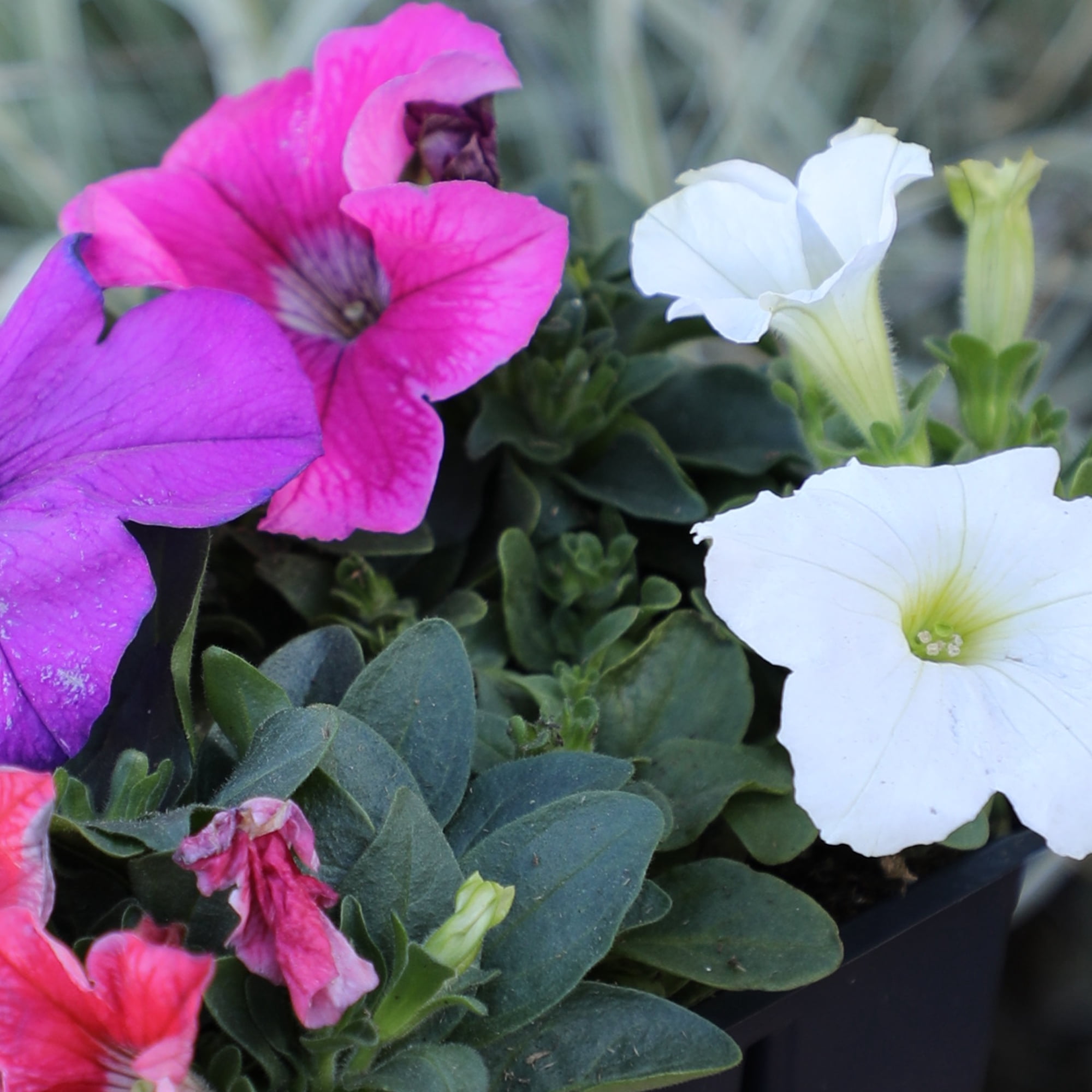 Expert Gardener 4PK Pink Blue White Red Petunia Live Plant