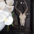 thumbnail image 5 of Ormere Polyresin Goat Head Decor, 5 of 7