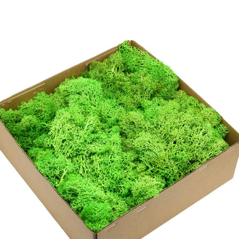 Dried Moss Natural High quality Green Dyed Moss Dried Moss - Temu