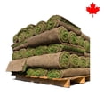 thumbnail image 1 of Grass Sod, 500 Square Foot for Garden & Bulk Landscape Projects, 1 of 3