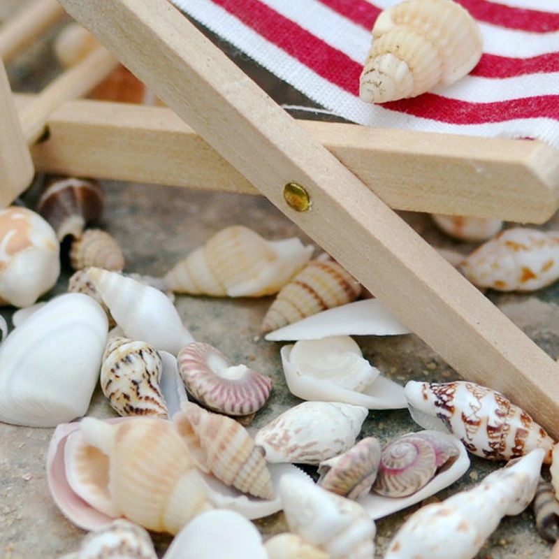 20 pcs Natural Seashells Shells Decorations Crafts Decor For Micro Beach Making 