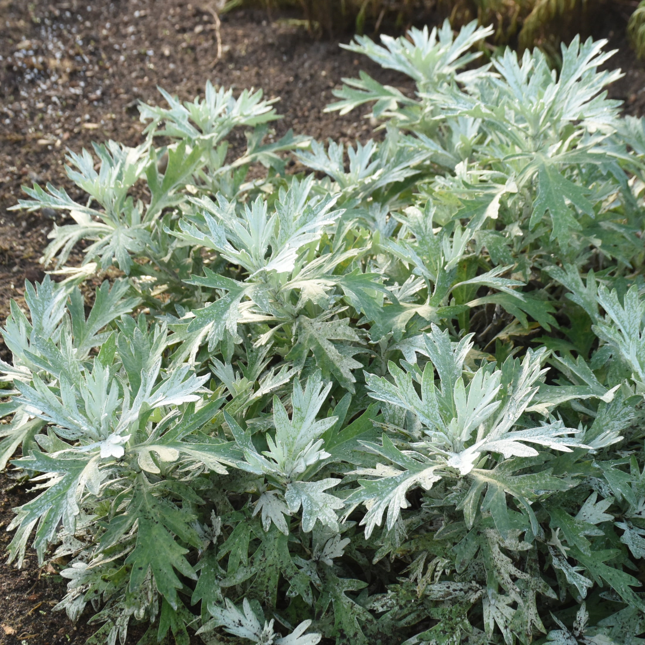Proven Winners 6" Gray 'Silver Lining' White Sagebrush Live Plant in 6.5" Pot